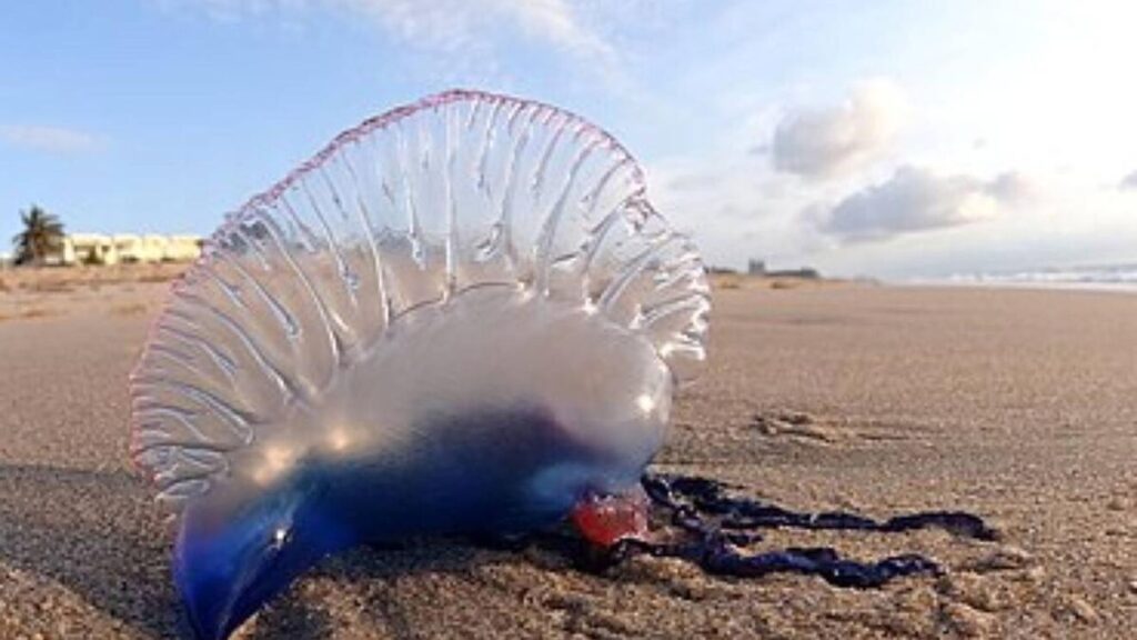 Una carabela portuguesa en una playa