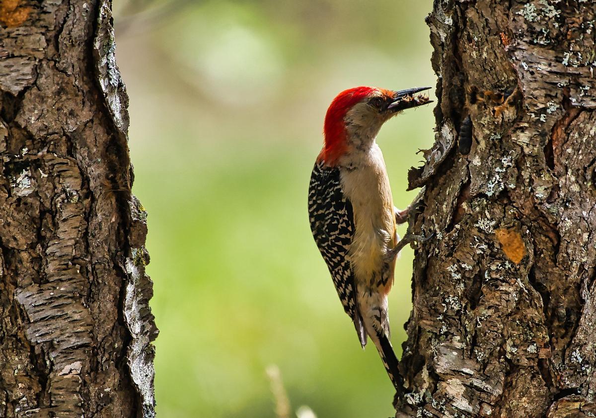 Les espèces et les taux de spécification des oiseaux et des mammifères sont relativement bien connus.