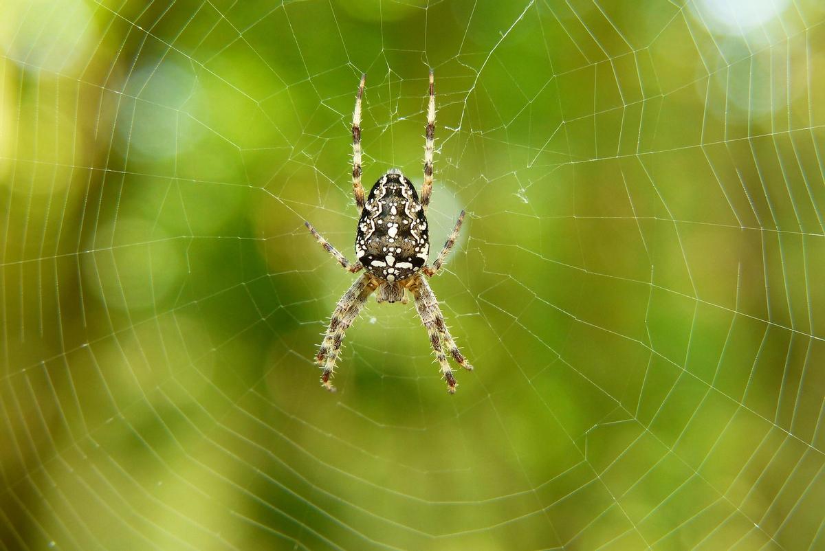 Il y a entre 500 000 et 1,5 million d'espèces non découvertes, principalement des insectes, des arachnides et des micro-organismes.