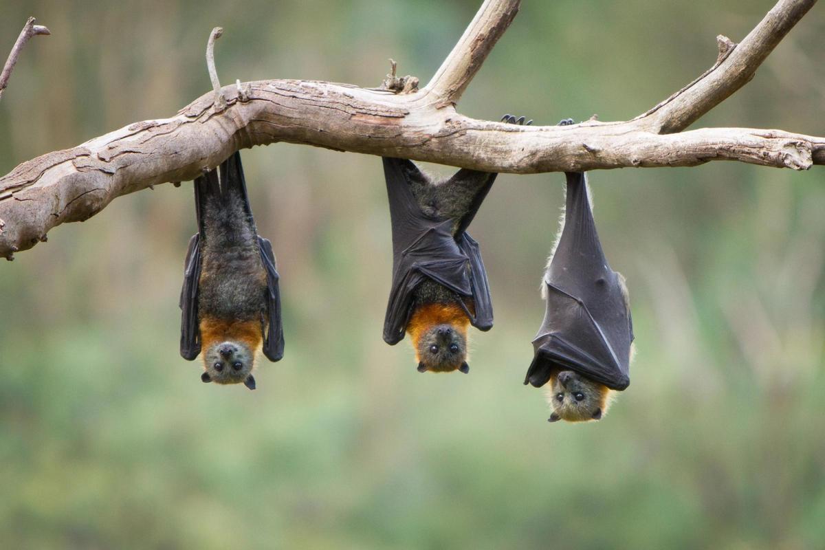 Les chauves-souris sont des pollinisateurs de premier plan.
