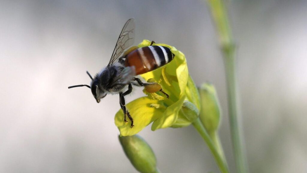 Una abeja de miel asiática recoge polen de una flor.