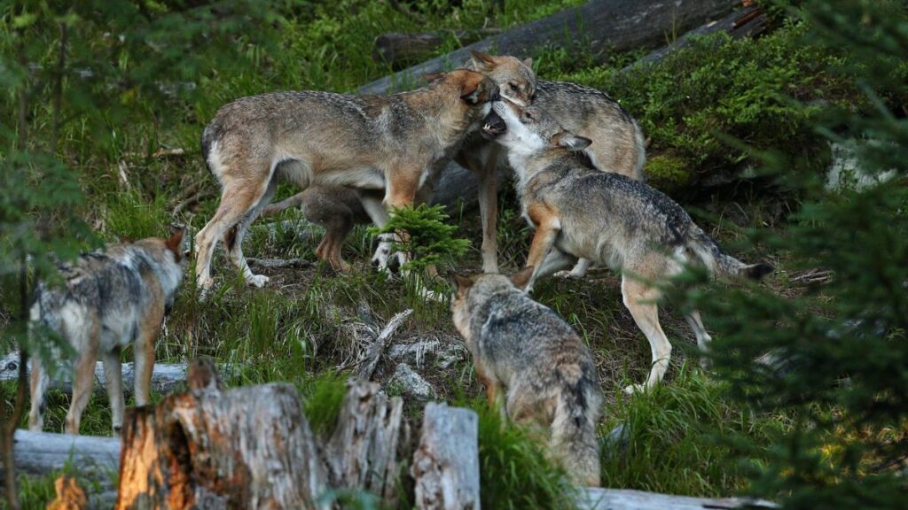 Una manada de lobos ibéricos.