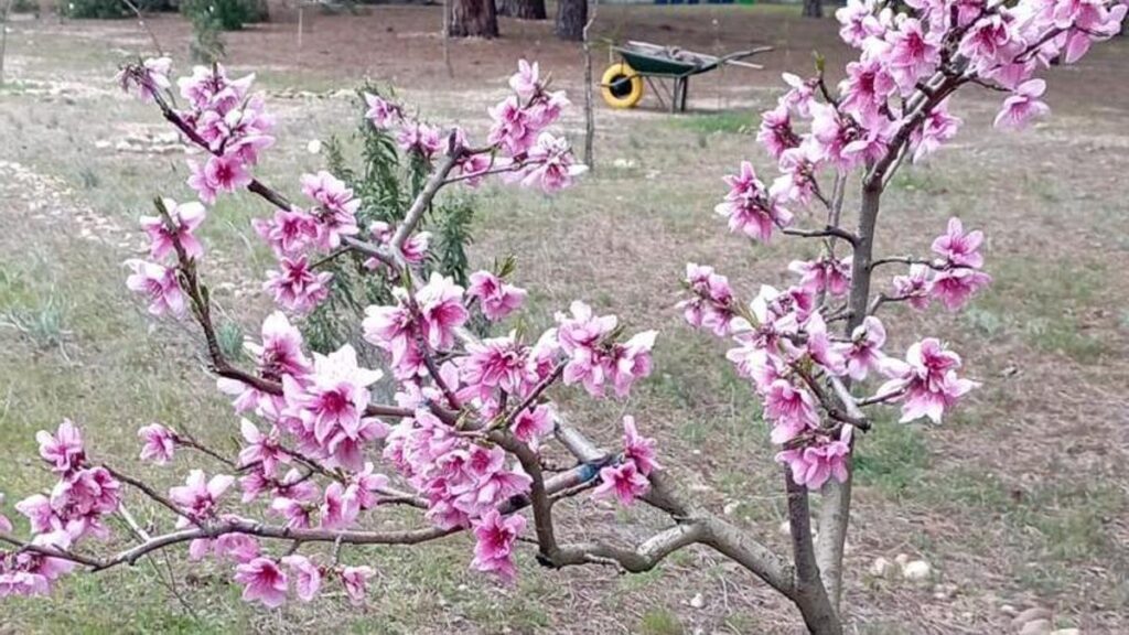 Ejemplar joven de melocotonero plantado en Toro
