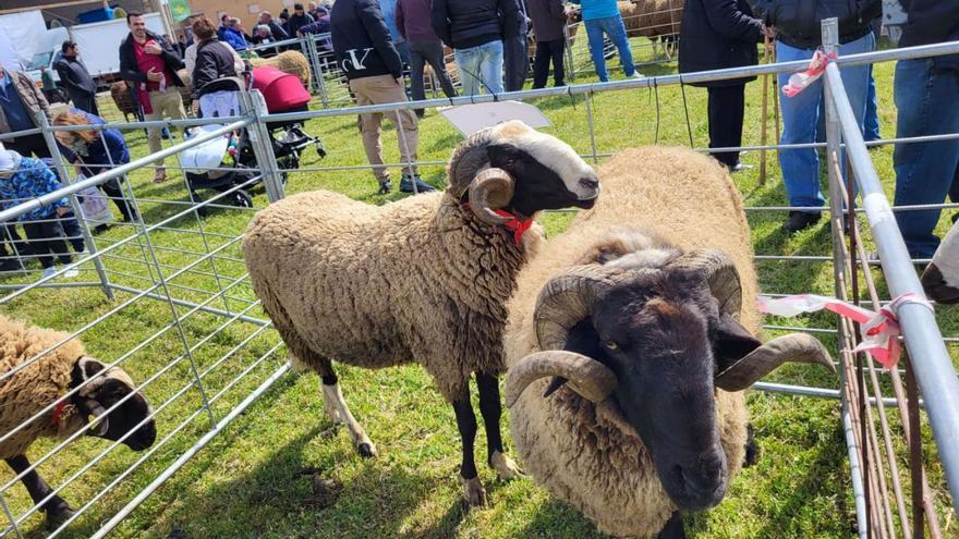 Ejemplares de ovino de raza castellana en una edición anterior de la feria de Carbajales.