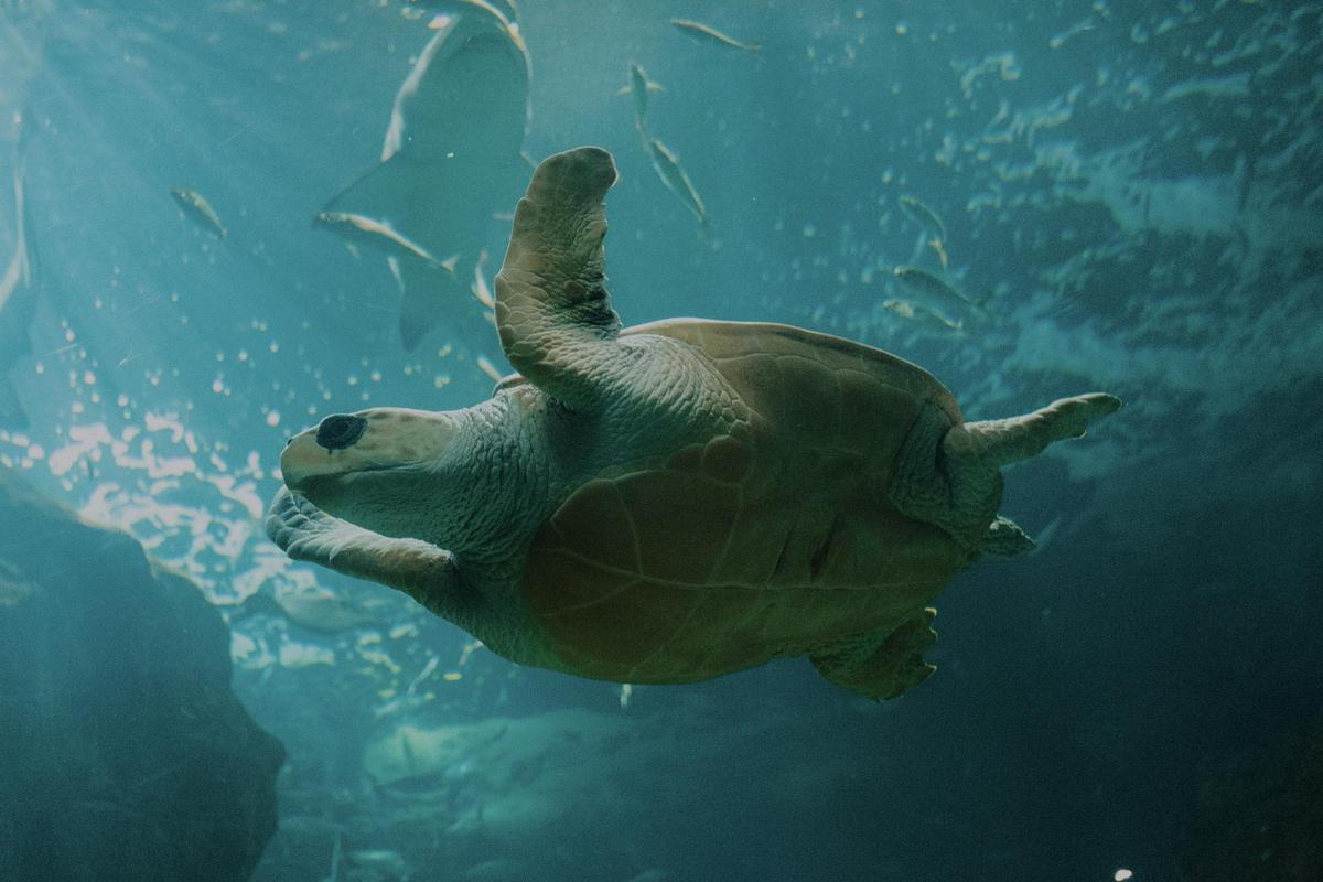 Gijon Aquarius Bioparc Turtle