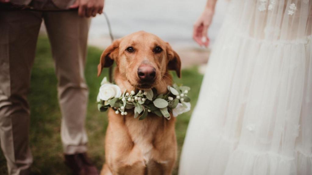 Inclure des animaux de compagnie dans la célébration des mariages est une tendance à la hausse.