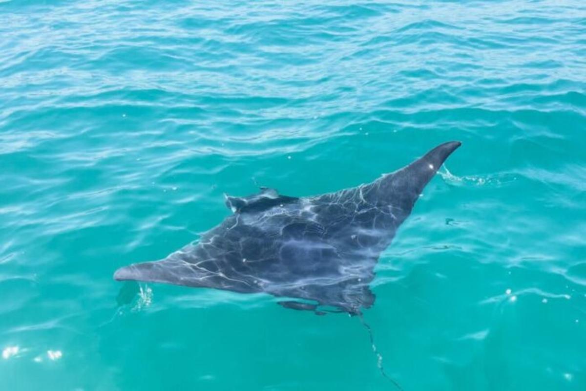 Une couverture, dans les eaux à une profondeur peu profonde