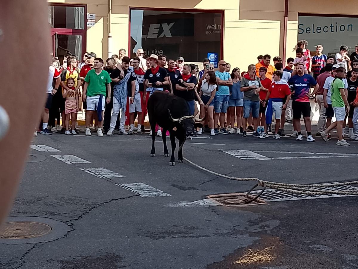 Le Torito reposant sur le ring du Plazuela de Los Leones.
