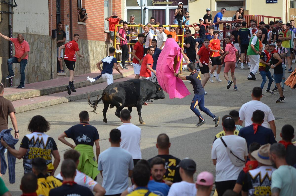 Charamandanga Duwer Bull.