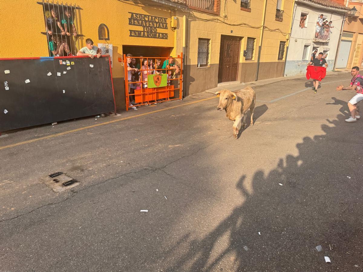 I Cow of Youth à Benavente.