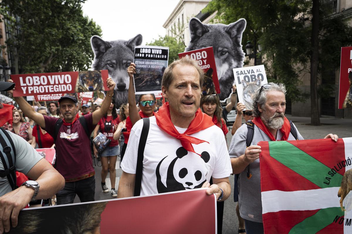 Manifestation et faveur du loup, ce mois-ci, à Madrid. Wolf Madrid.