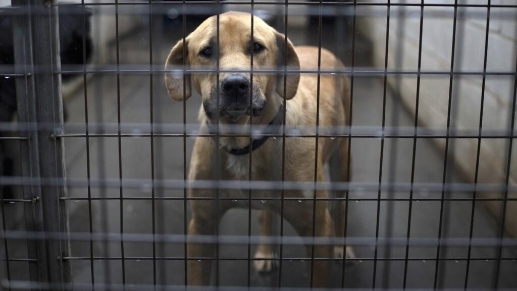El abandono de animales de compañía: los juguetes rotos que pagan caprichos.