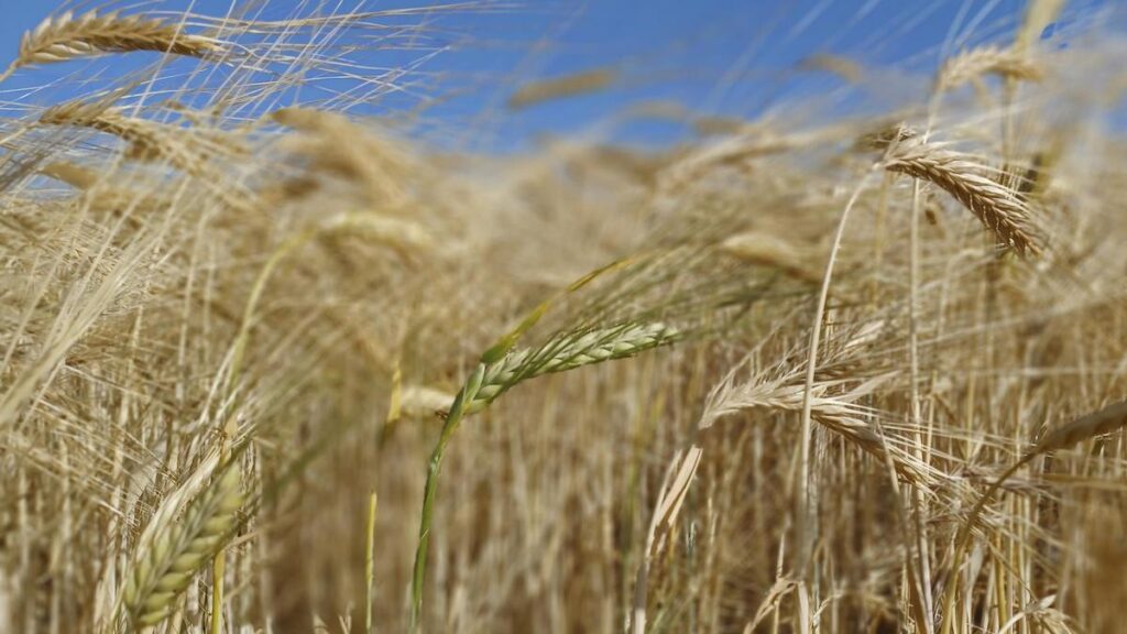 Campo de cereal