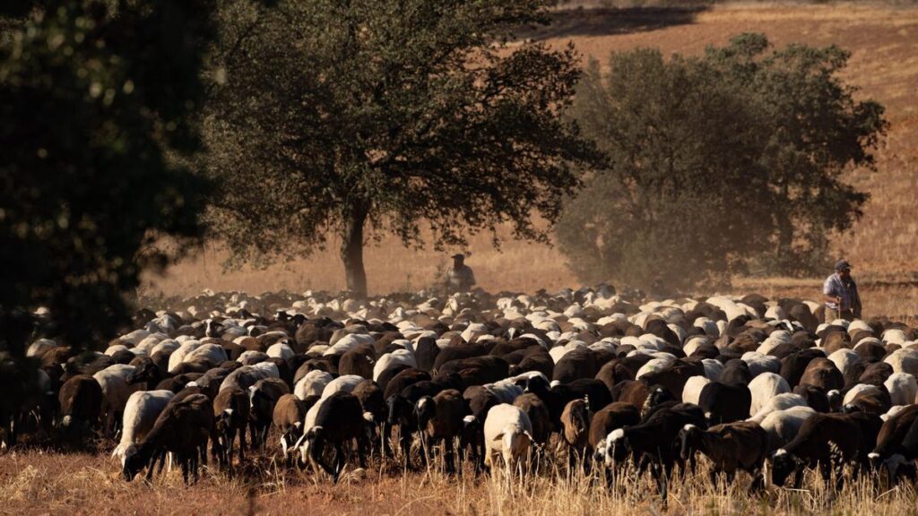 ZAMORA. TRASLADO OVEJAS TABARA FALTA DE ALIMENTO