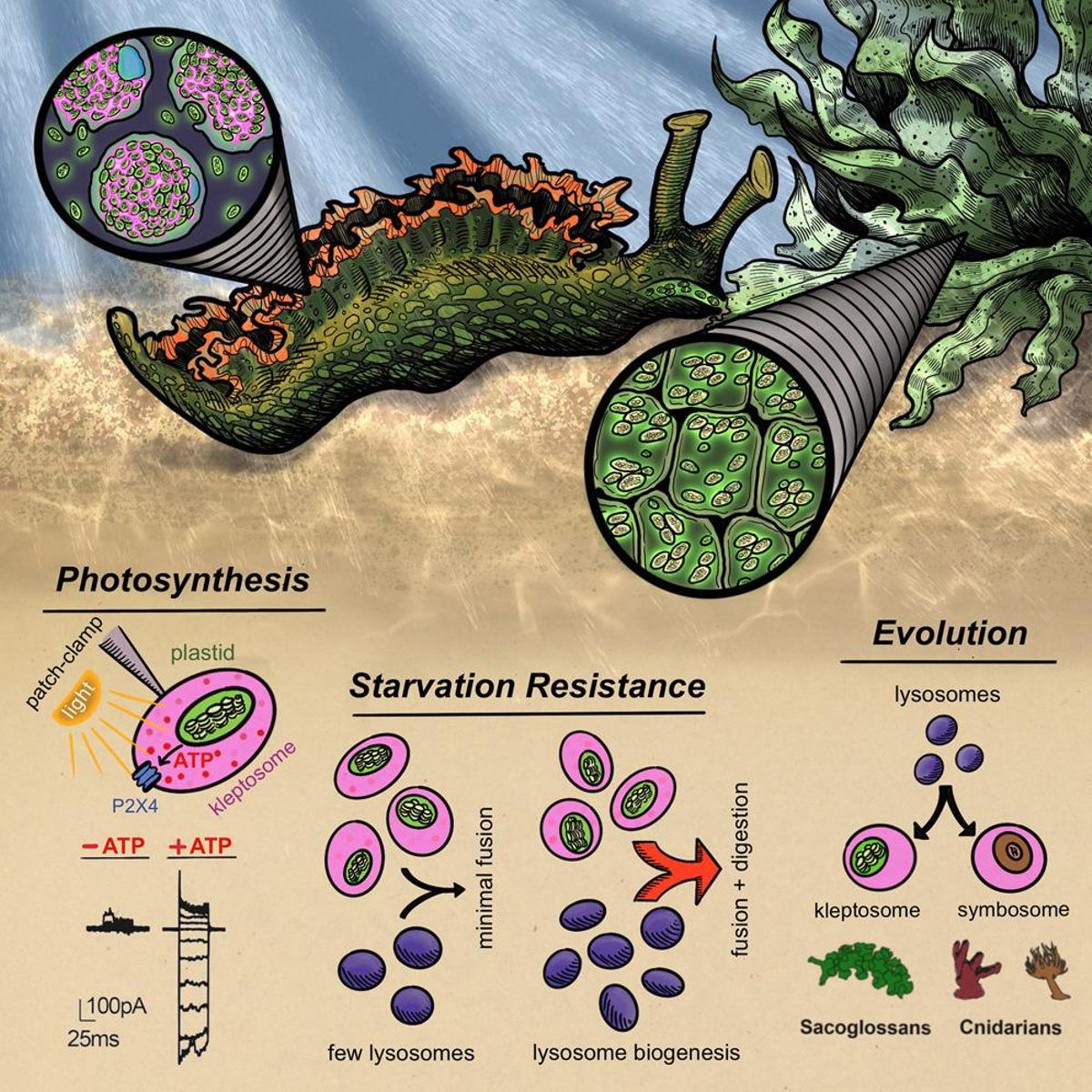 Le système utilisé par les limaces de mer.
