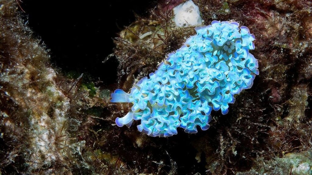 Babosa de mar azul.