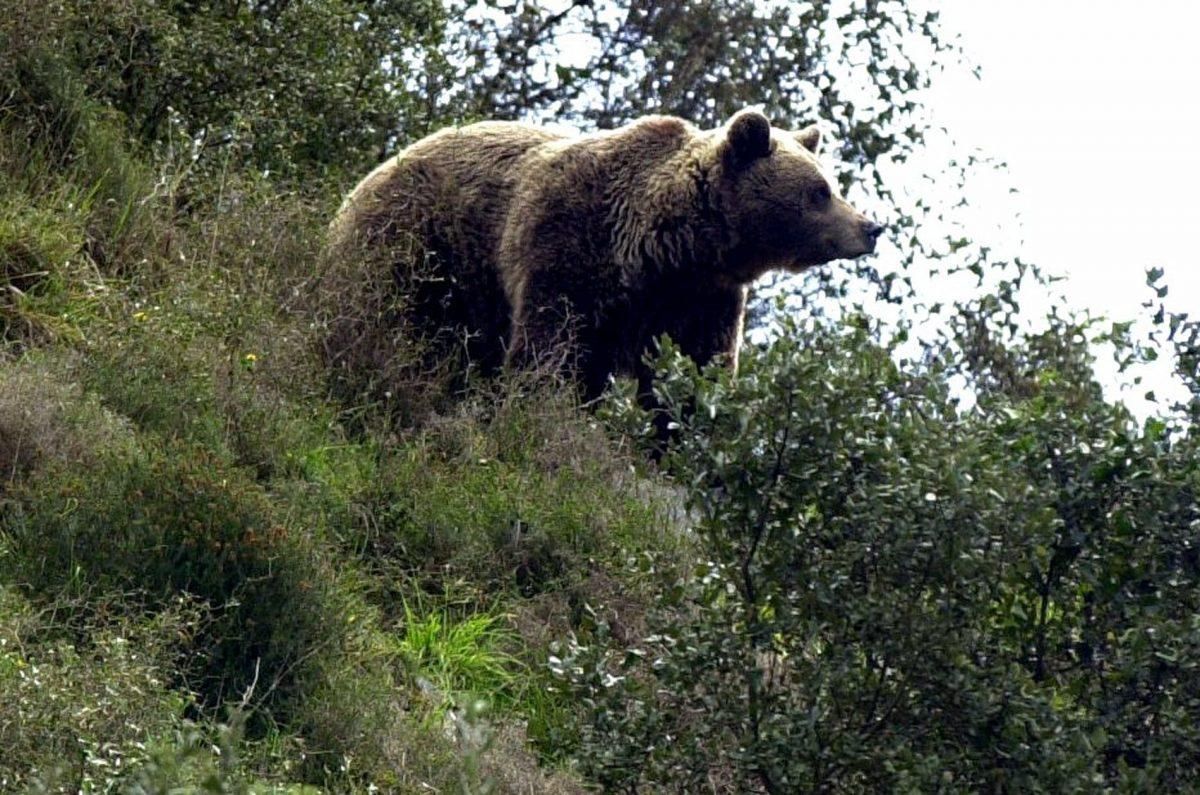 Exemplaire de l'ours brun dans les Asturies.