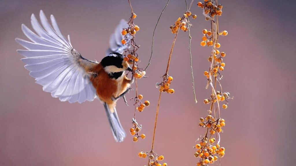 La naturaleza ha quedado marginada en el presupuesto 2028-2034 de la CE, según SEO/BirdLife.
