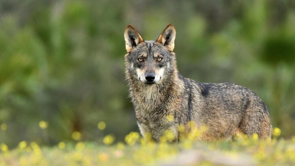 Ejemplar de lobo ibérico.