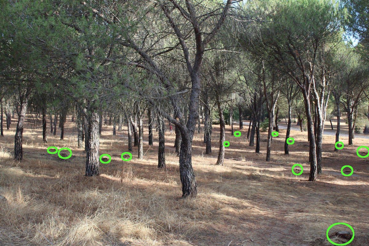Zone de pin de 50 ans après Clareo