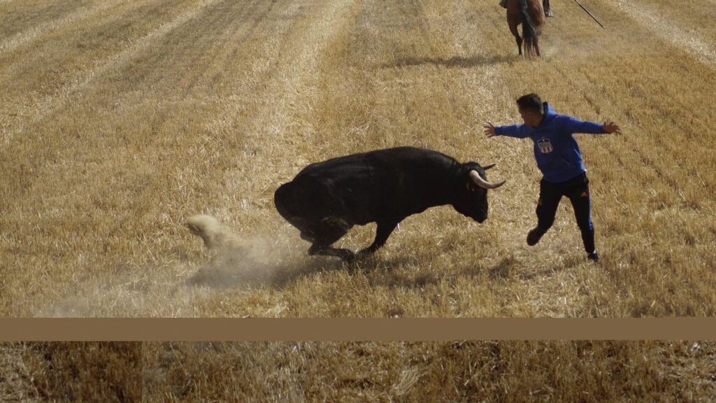 Las mejores imágenes del encierro campero de Moraleja del Vino