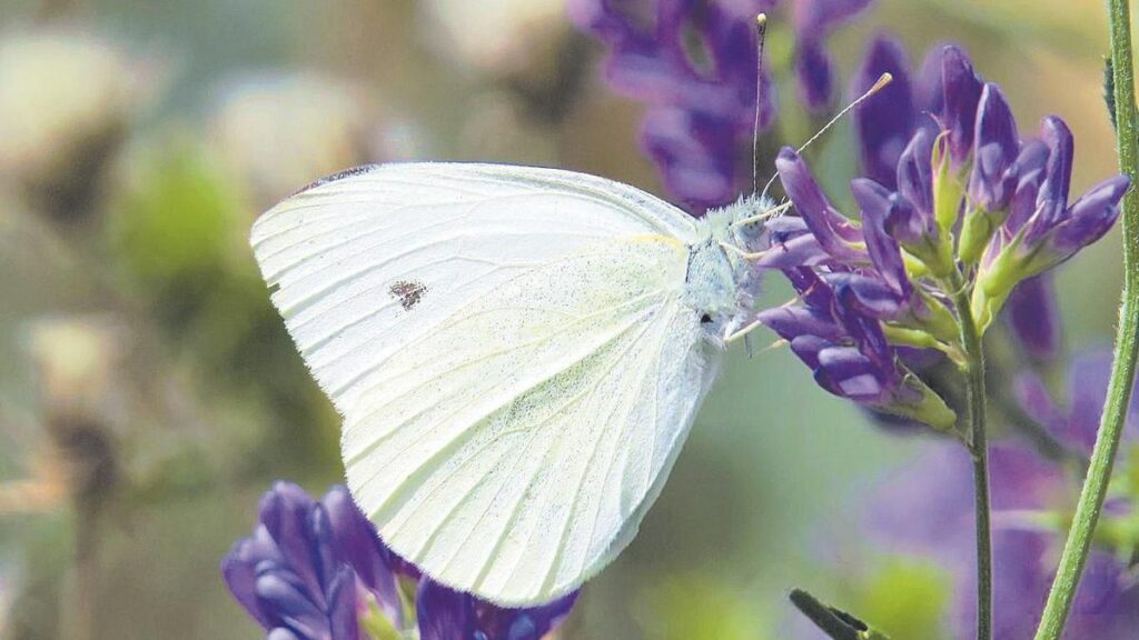 Mariposa blanca.