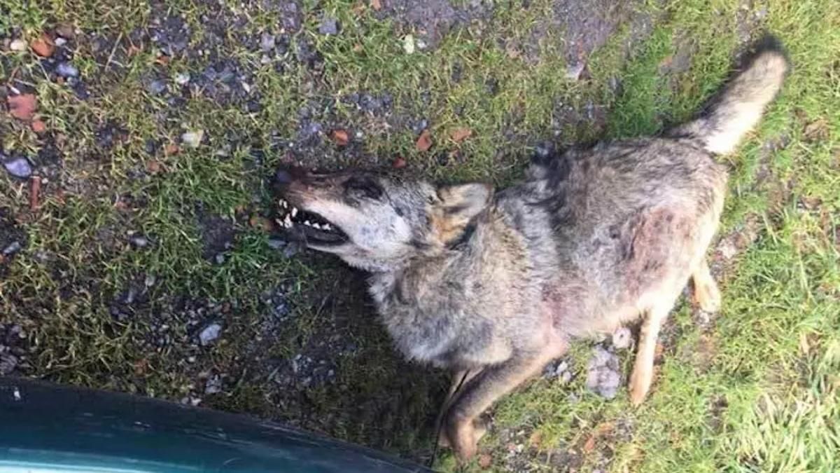 Wolf Dead a tiré il y a quelques années à Asturies.