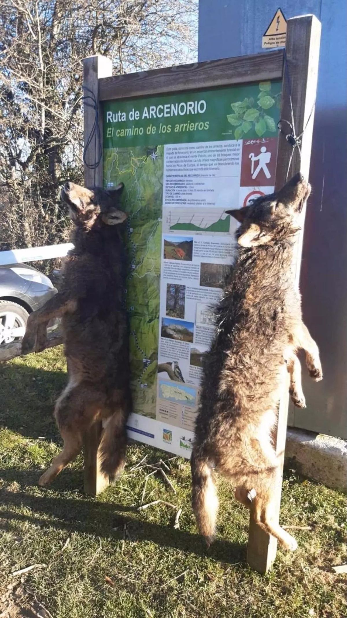 Deux loups sont morts et suspendus à une affiche à Ponga (Asturias).