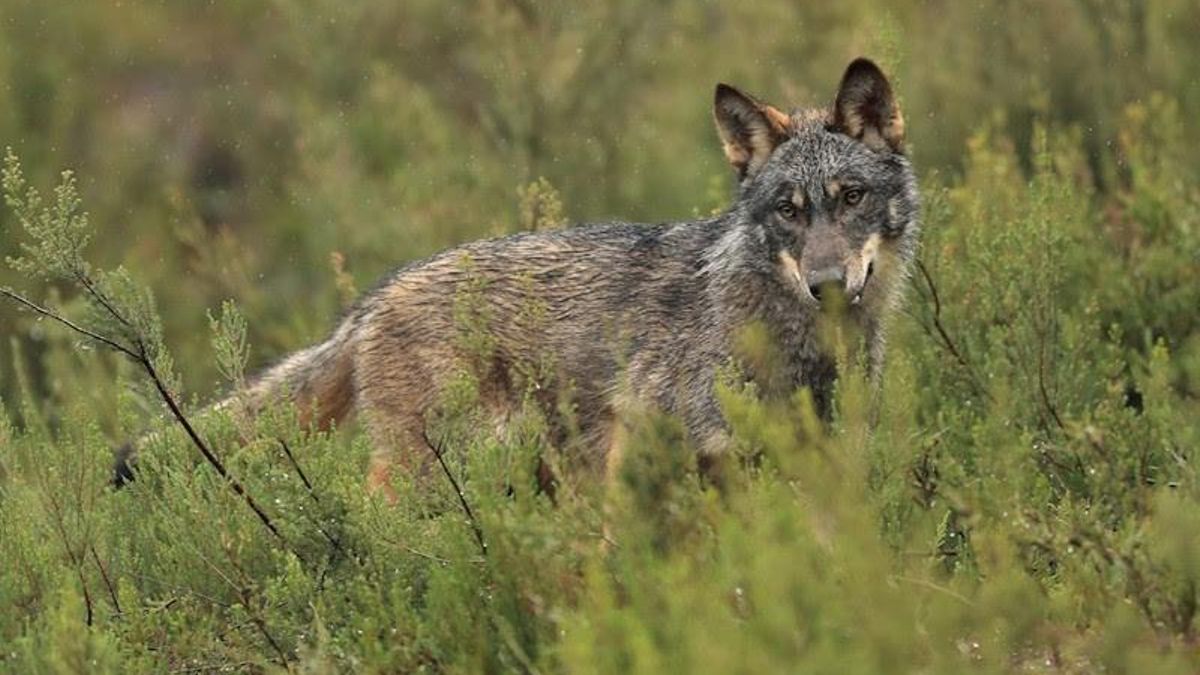 Ejemplar de lobo ibérico.