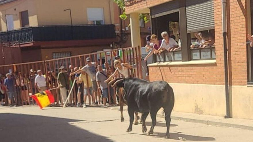 Los festejos taurinos son el plato fuerte de las fiestas de Morales de Toro y en las imágenes se observan dos momentos de los festejos del pasado año.