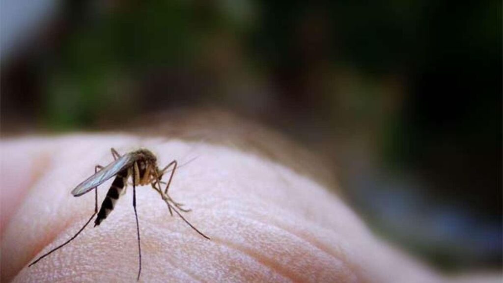 Las picaduras de mosquito producen un picor muy intenso