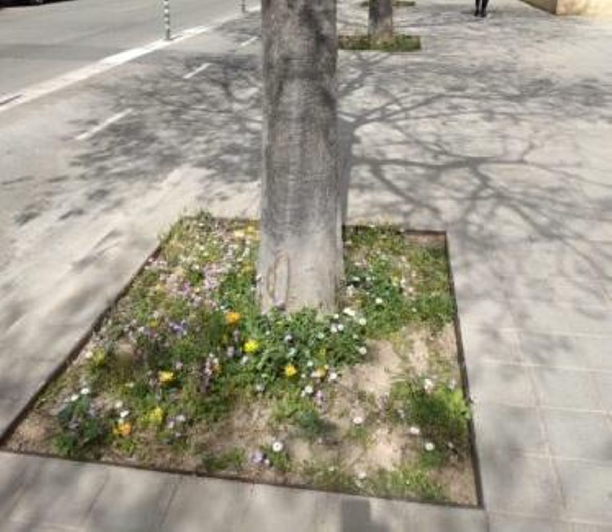 Alcorque à Palma de Majorque