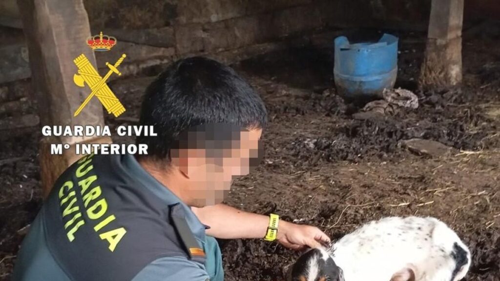 Un guardia civil atiende a unos de los perros que estaban encerrados en la caja del camión del denunciado por maltrato animal en Merindad de Valdeporres