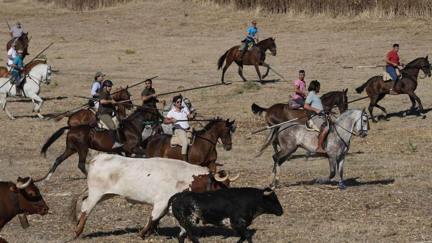 Segundo encierro de prado en Fuentelapeña, en las fiestas del pasado año.