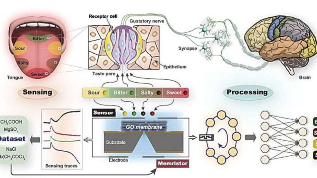 Esquemas de los sistemas gustativos artificiales.