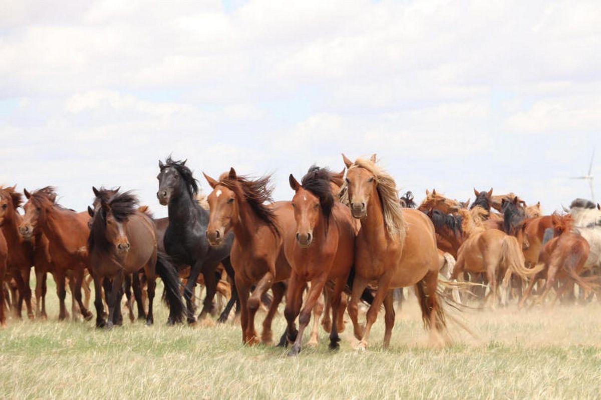 Le Cheval domestique un favori les sociétés contre la modernité