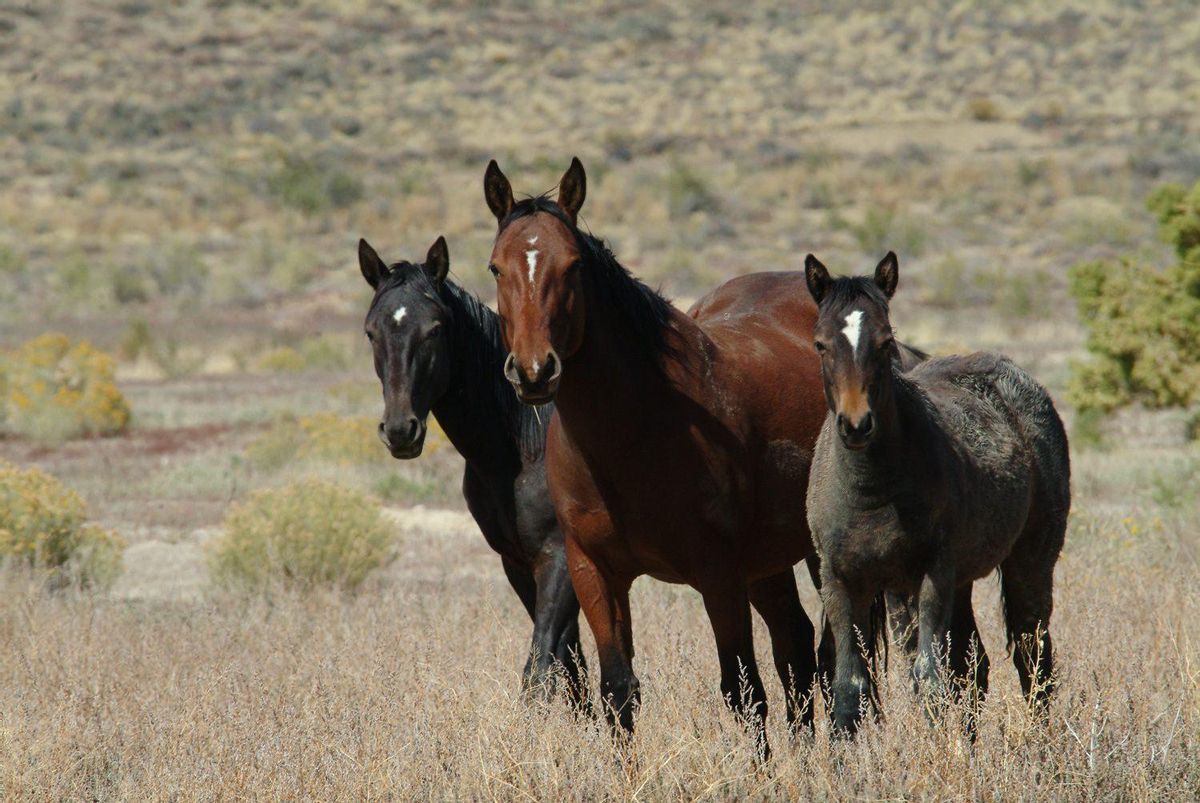 Chevaux sauvages