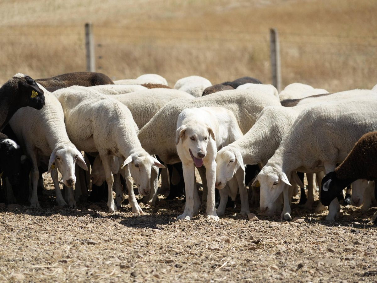 L'un des chiens d'exploitation surveille la sécurité du troupeau de mouton dans une exploitation dans le cube.