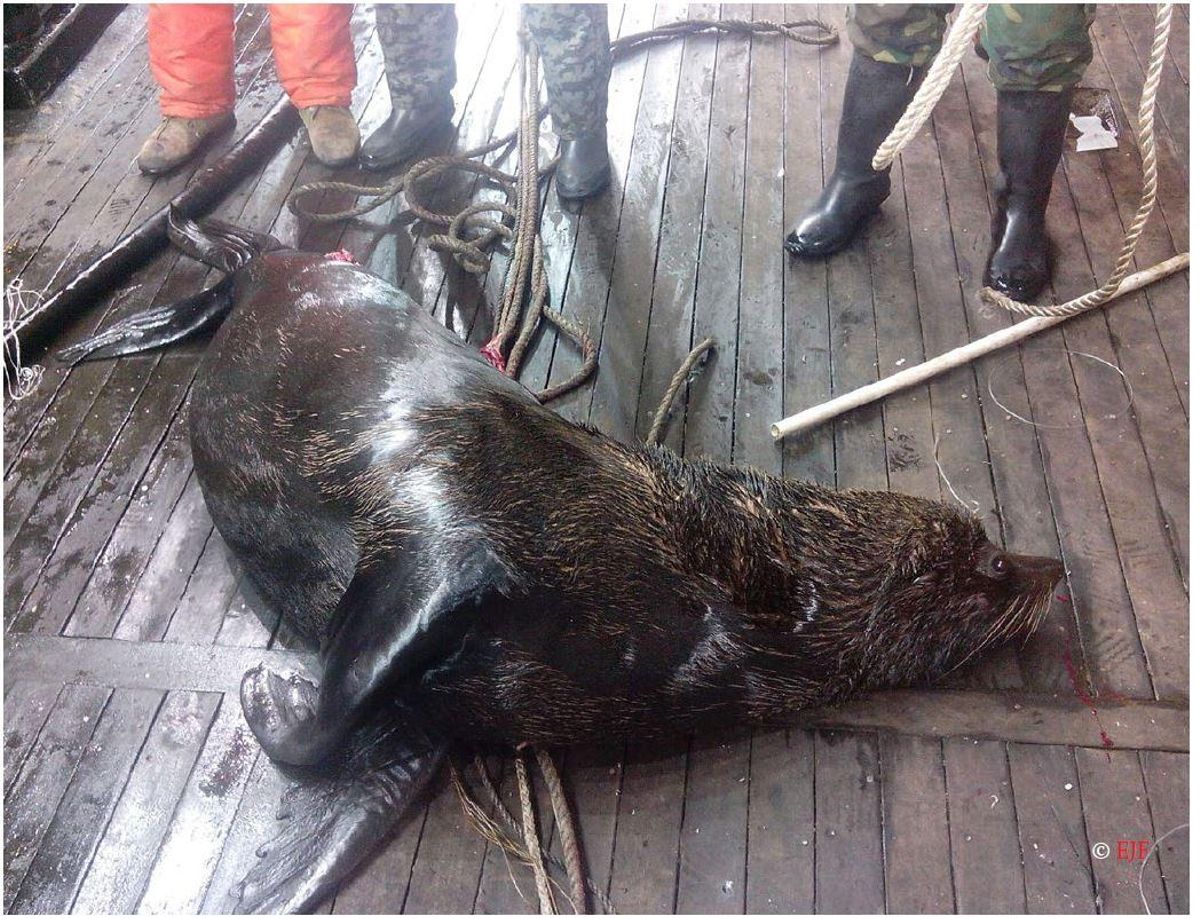 Un sceau capturé par l'un des navires