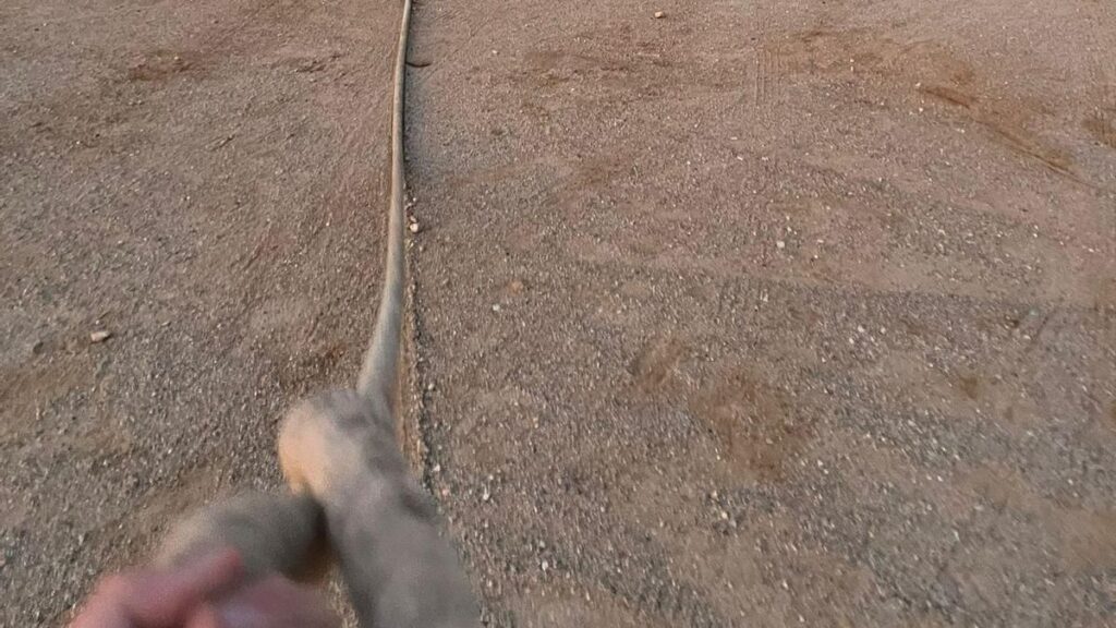 La maroma de Benavente preparada para la exhibición del toro enmaromado.