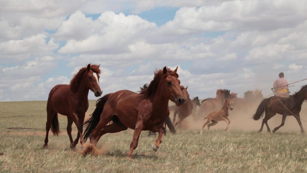 Caballos trotando al aire libre