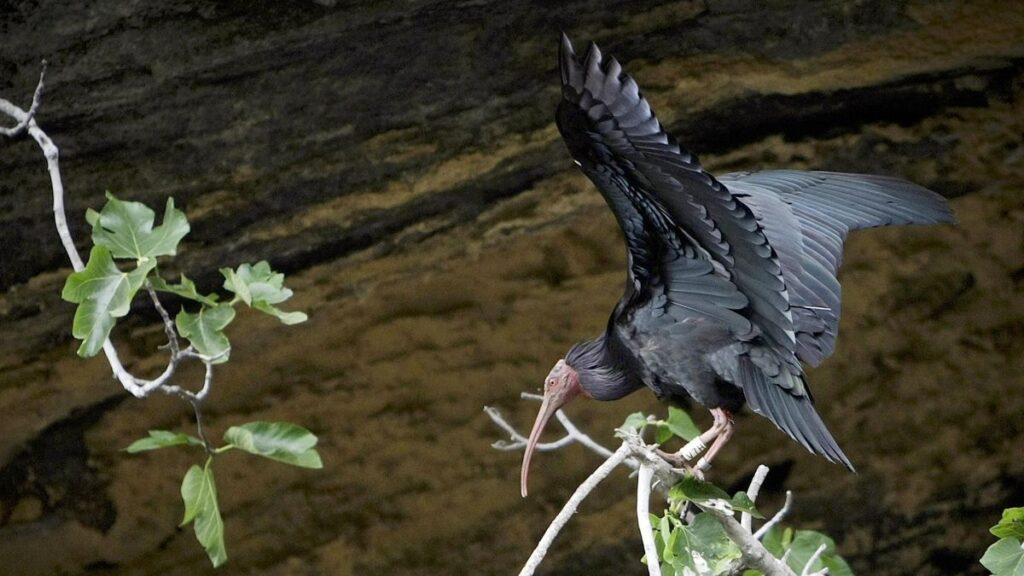 Ejemplar de Ibis Eremitas en Andalucía.
