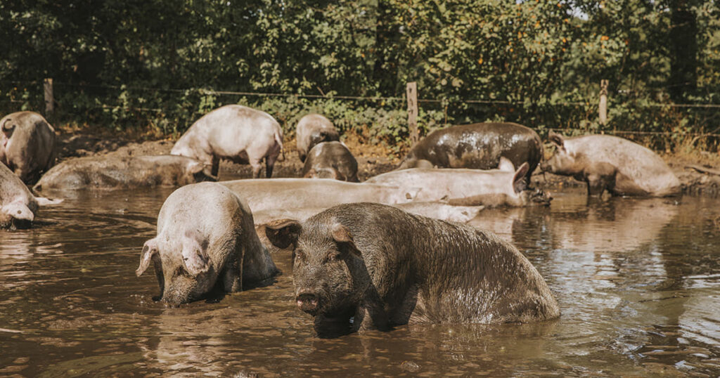 Le résidu susceptible de décarboniser le secteur du bétail