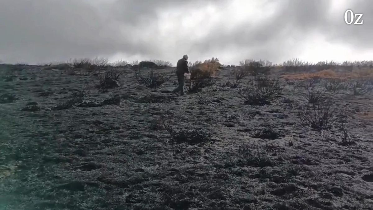 Los cazadores esparcen comida para la supervivencia de las aves tras el incendio de Porto