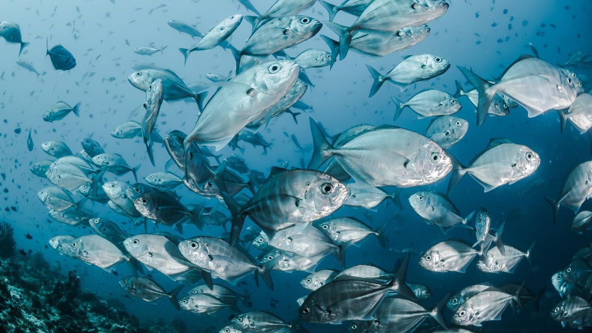La sobrepesca y el cambio climático, los principales agentes de destrucción del océano