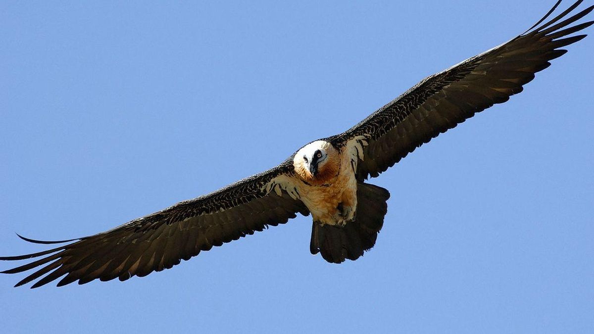Un quebrantahuesos en pleno vuelo