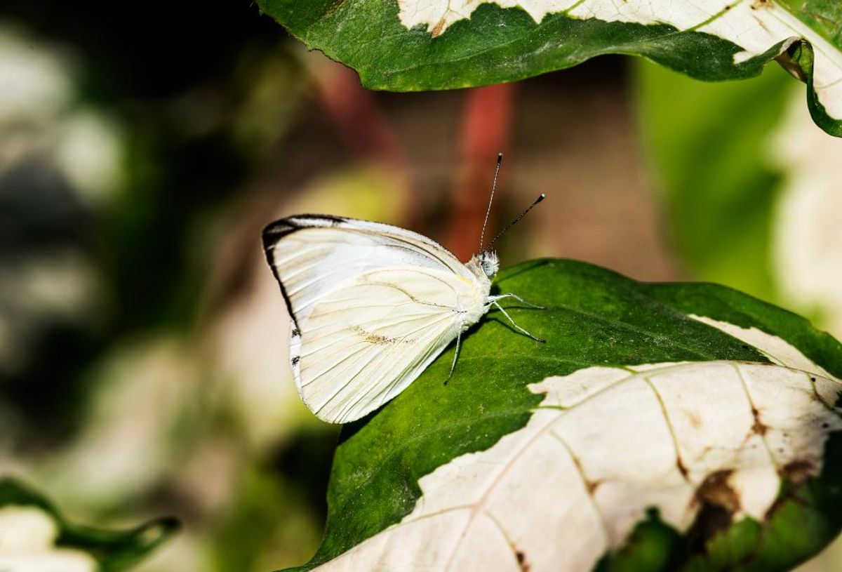 Grand papillon blanc de Madère.