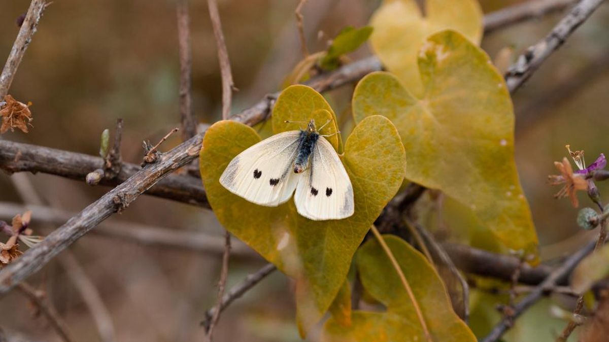 Image de fichier d’un papillon ombre du Nevada.