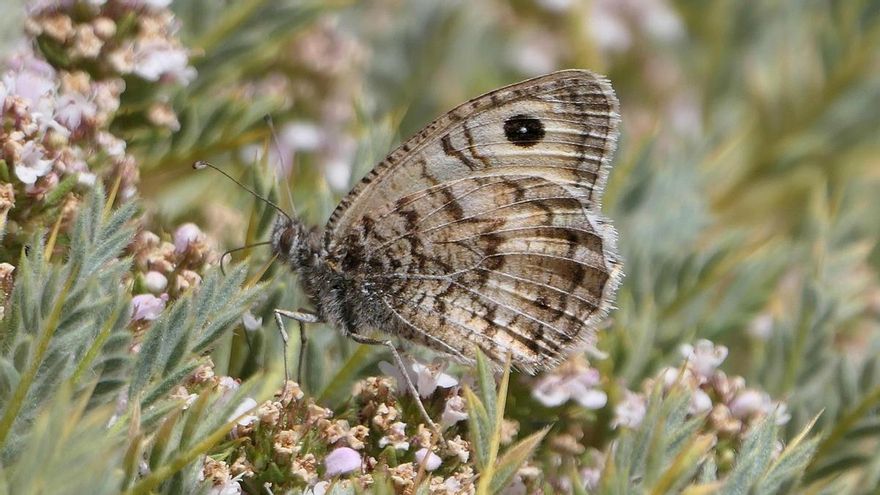 Tímalo de Nevada, especie de mariposa en peligro crítico de extinción y restringido a unas pocas cadenas montañosas en el sureste de España, que sufre la combinación de pérdida de hábitat y cambio climático.