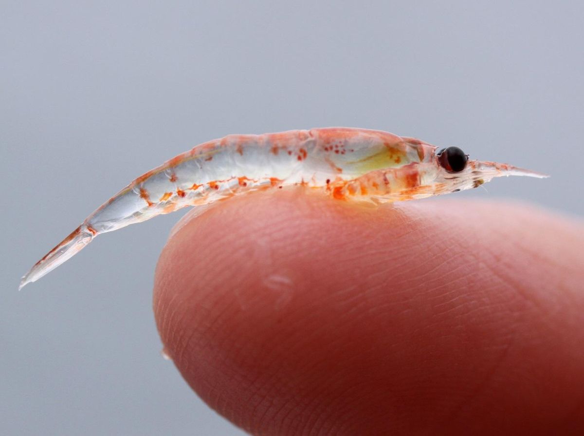Le krill est de très petite taille